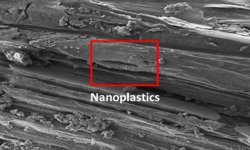 A new study has found micro- and nanoplastics