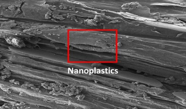 A new study has found micro- and nanoplastics