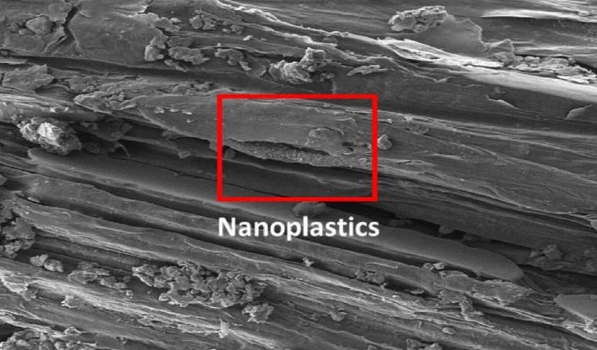 A new study has found micro- and nanoplastics